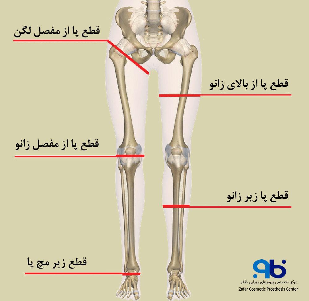 سطوح اصلی قطع پا